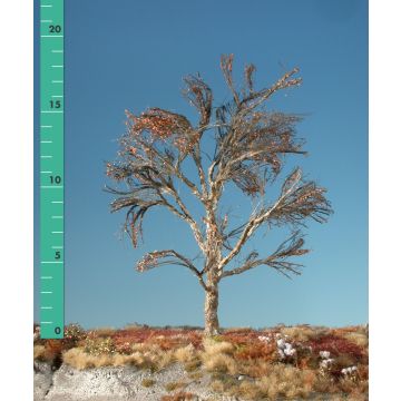 Silhouette Plataan - Kaal - 1 (ca. 10-13cm) (233-10)
