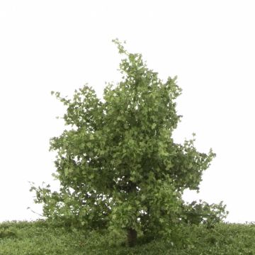 Silhouette Plataan - Zomer - 12-16cm (233-42)
