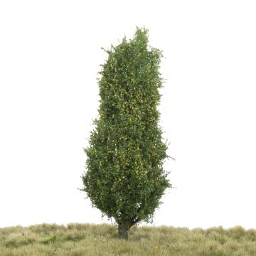 Silhouette Italiaanse populier - Vroege herfst - 0 (< ca. 8cm) (213-63)