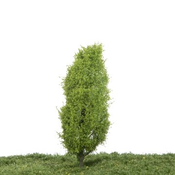 Silhouette Italiaanse populier - Lente - 12-16cm (213-41)