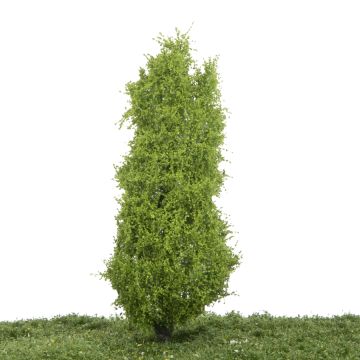 Silhouette Italiaanse populier - Lente - 17-22cm (213-51)