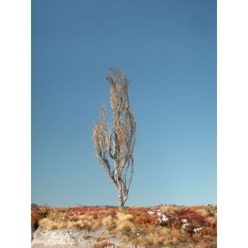 Silhouette Italiaanse populier - Kaal - 3 (ca. 22-29cm) (213-30)