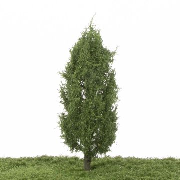Silhouette Italiaanse populier - Zomer - 17-22cm (213-52)