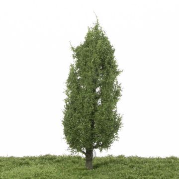 Silhouette Italiaanse populier - Zomer - 0 (< ca. 8cm) (213-62)
