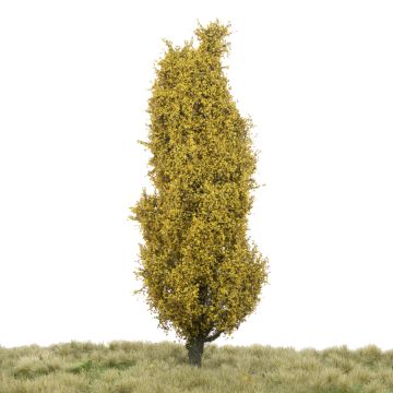 Silhouette Italiaanse populier - Late herfst - 0 (< ca. 8cm) (213-64)