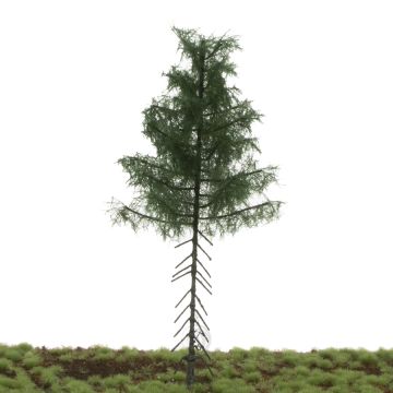 Silhouette Nordic spar hoge stam - Zomer - 17-22cm (277-52)