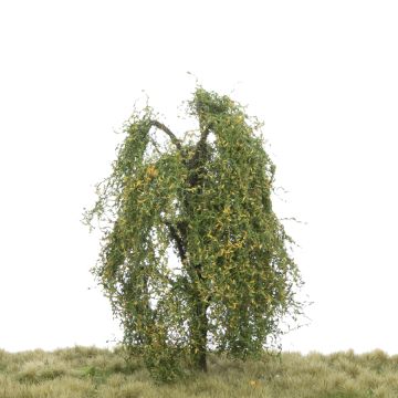 Silhouette Treurwilg - Vroege herfst - 12-16cm (240-43)