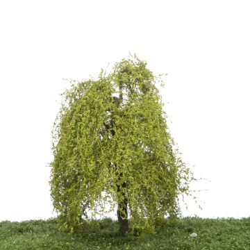 Silhouette Treurwilg - Lente - 12-16cm (240-41)