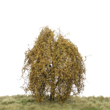 Silhouette Treurwilg - Late herfst - 12-16cm (240-44)