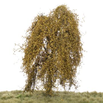 Silhouette Treurwilg - Late herfst - 0 (< ca. 8cm) (240-64)