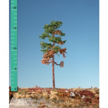 Silhouette Verweerde grove den - Zomer - 0 (< ca. 8cm) (270-06)