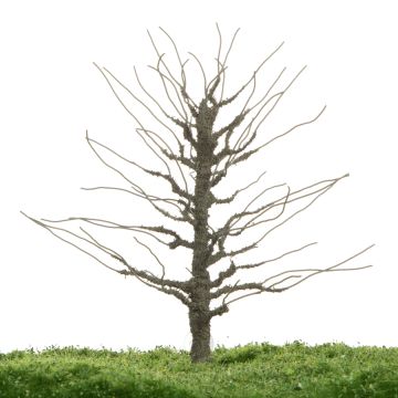 Unique Rode beuk - Kale stam - 12-16cm (81-0222-01)