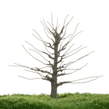 Unique Beuk - Kale stam - 12-16cm (81-0220-01)
