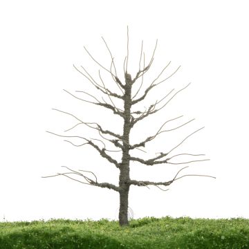 Unique Beuk - Kale stam - 12-16cm (81-0220-02)