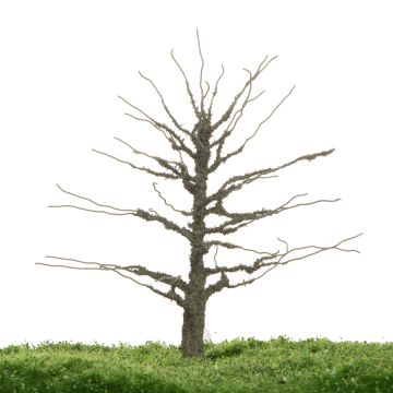 Unique Eik - Kale stam - 12-16cm (81-0280-01)