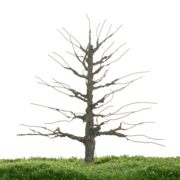 Unique Eik - Kale stam - 17-22cm (81-0280-02)