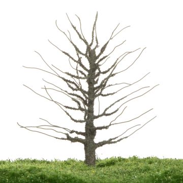 Unique Linde - Kale stam - 12-16cm (81-0242-01)