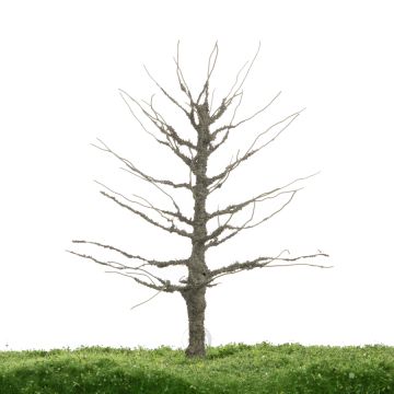Unique Linde - Kale stam - 17-22cm (81-0242-02)