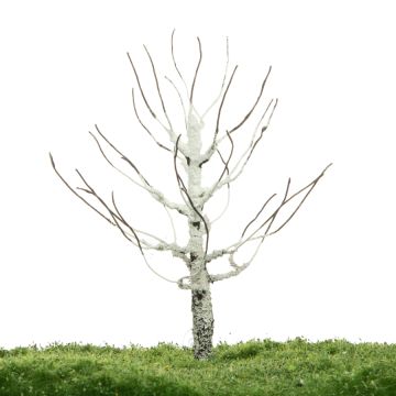 Unique Berk - Kale stam - 12-16cm (81-0210-01)