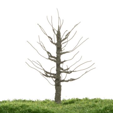 Unique Pruimenboom - Kale stam - 12-16cm (81-0229-01)