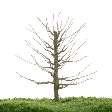 Unique Plataan - Kale stam - 12-16cm (81-0233-01)