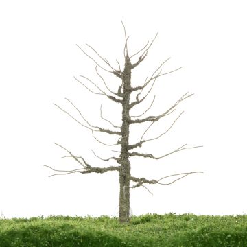 Unique Plataan - Kale stam - 17-22cm (81-0233-02)