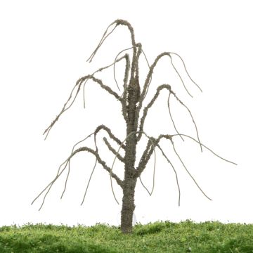 Unique Treurwilg - Kale stam - 12-16cm (81-0240-01)